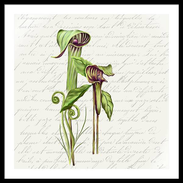 Summer Blooms - Jack-in-the-pulpit #2 - Framed Print