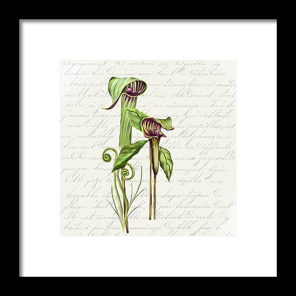 Summer Blooms - Jack-in-the-pulpit #2 - Framed Print