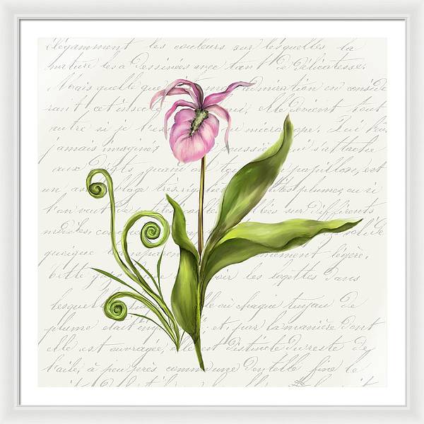 Summer Blooms - Lady Slipper - Framed Print