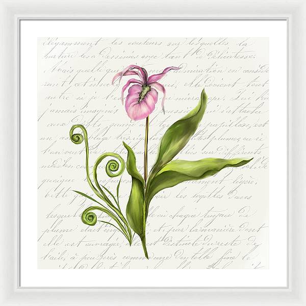 Summer Blooms - Lady Slipper - Framed Print