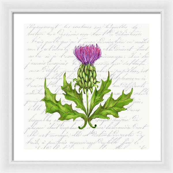 Summer Blooms - Thistle - Framed Print