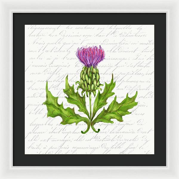 Summer Blooms - Thistle - Framed Print