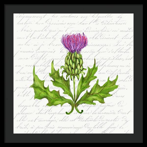 Summer Blooms - Thistle - Framed Print