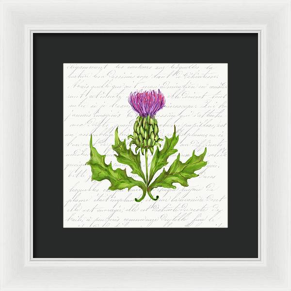 Summer Blooms - Thistle - Framed Print