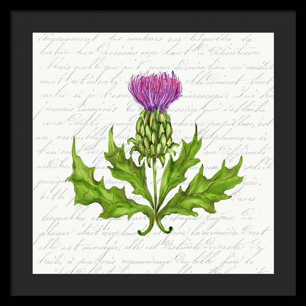 Summer Blooms - Thistle - Framed Print