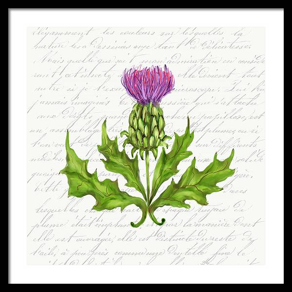 Summer Blooms - Thistle - Framed Print