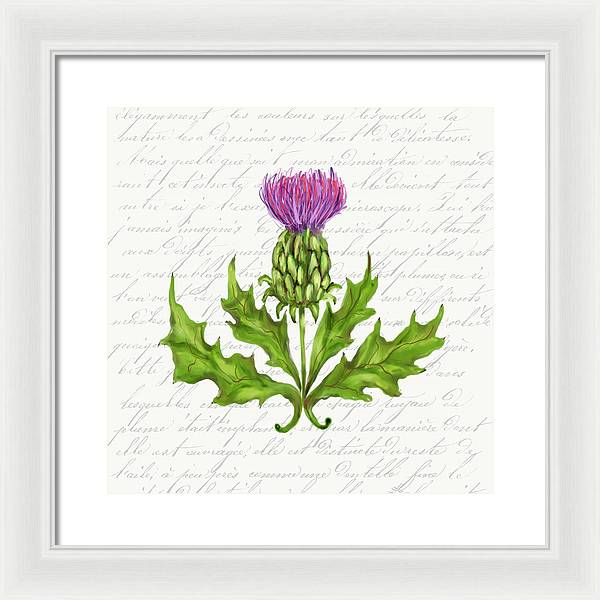 Summer Blooms - Thistle - Framed Print