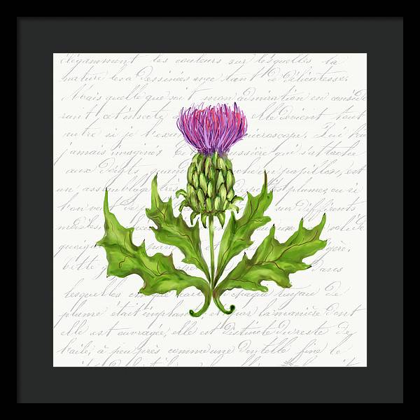 Summer Blooms - Thistle - Framed Print