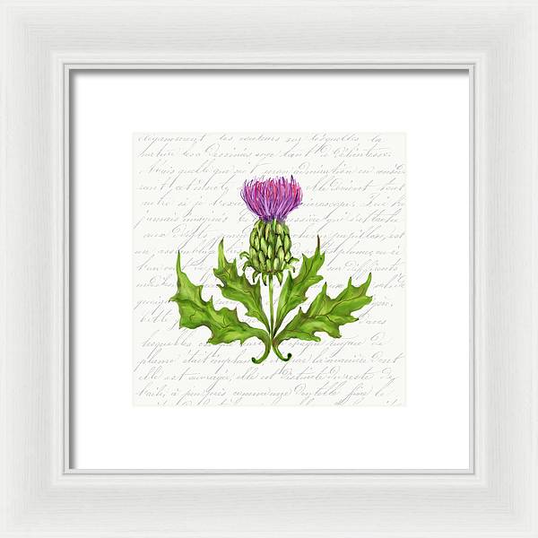 Summer Blooms - Thistle - Framed Print