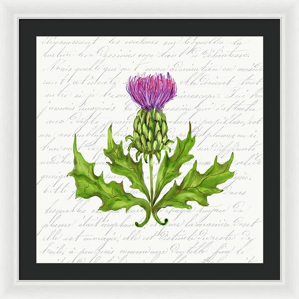Summer Blooms - Thistle - Framed Print