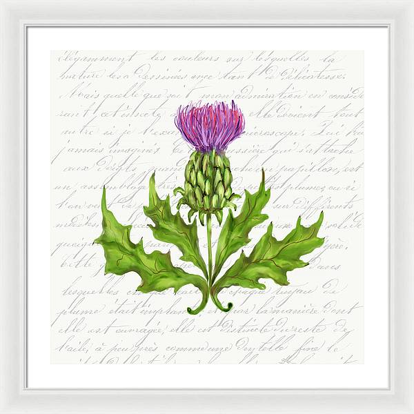 Summer Blooms - Thistle - Framed Print