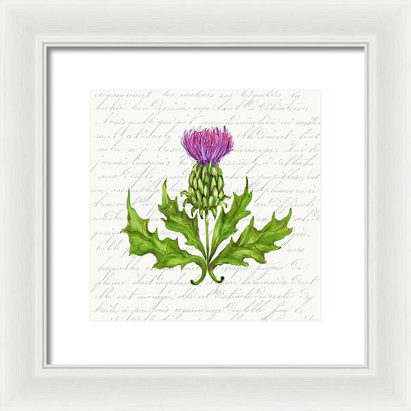 Summer Blooms - Thistle - Framed Print