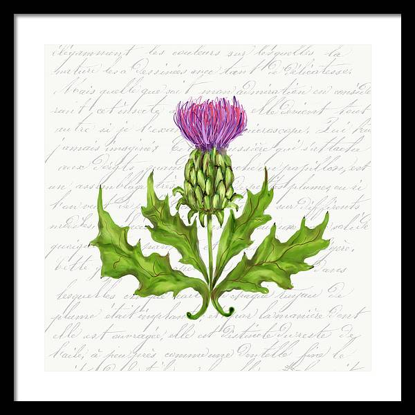 Summer Blooms - Thistle - Framed Print
