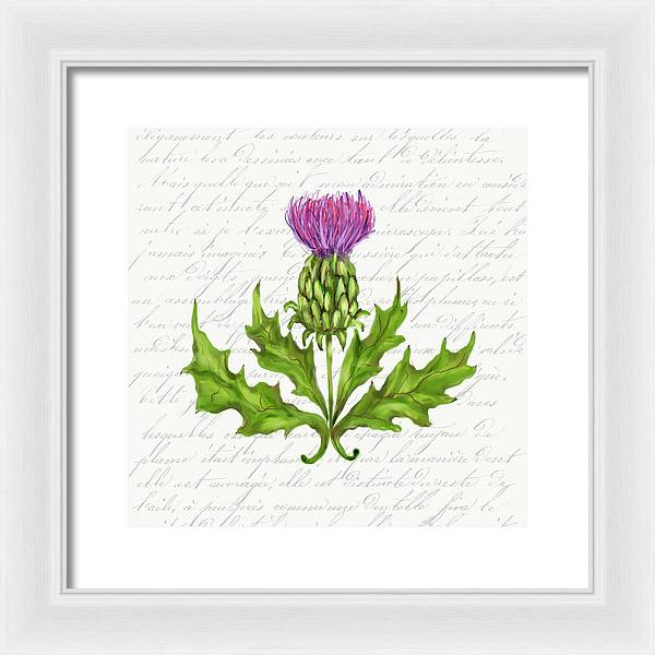 Summer Blooms - Thistle - Framed Print