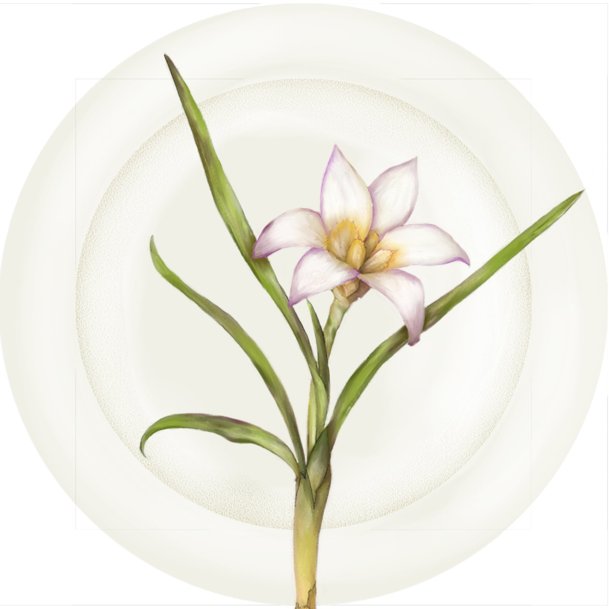 Summer Blooms - Pink Anemone - 10" Dinner Plate