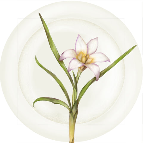 Summer Blooms - Pink Anemone - 10" Dinner Plate