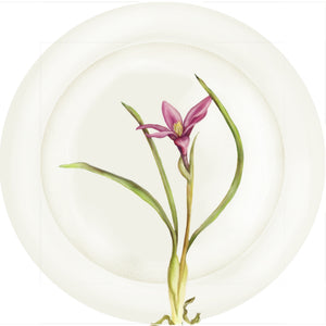 Summer Blooms - Pink Anemone #2 - 10" Dinner Plate