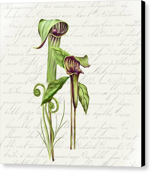 Summer Blooms - Jack-in-the-pulpit #2 - Canvas Print