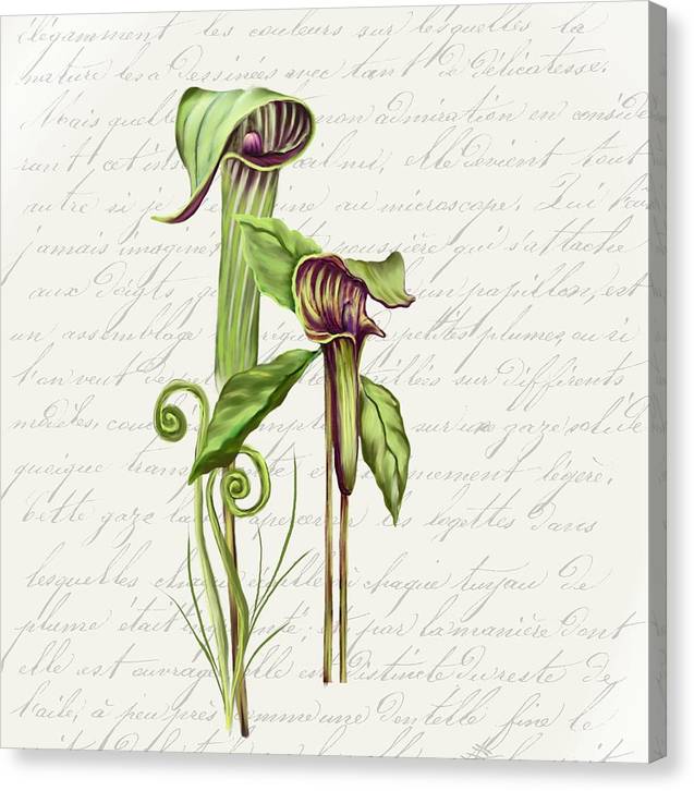 Summer Blooms - Jack-in-the-pulpit #2 - Canvas Print