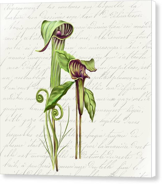 Summer Blooms - Jack-in-the-pulpit #2 - Canvas Print