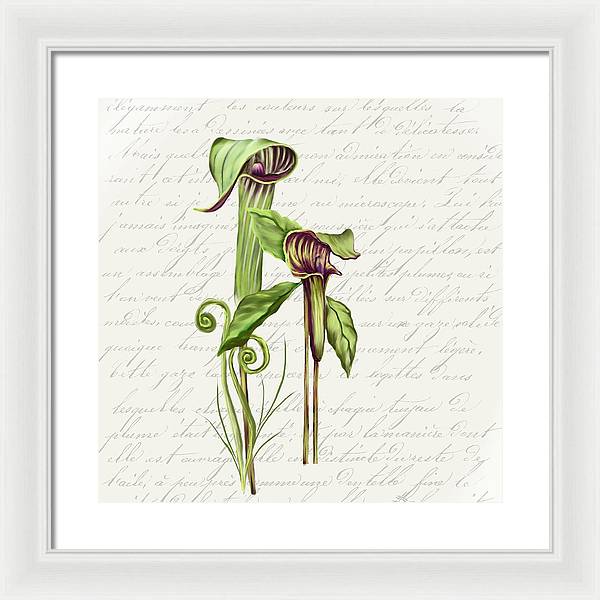 Summer Blooms - Jack-in-the-pulpit #2 - Framed Print