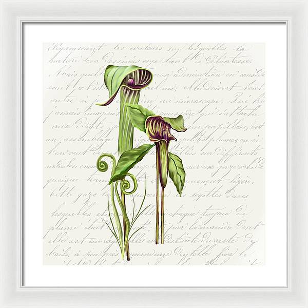 Summer Blooms - Jack-in-the-pulpit #2 - Framed Print