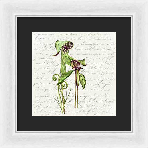 Summer Blooms - Jack-in-the-pulpit #2 - Framed Print