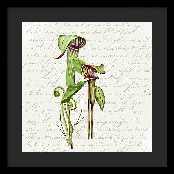 Summer Blooms - Jack-in-the-pulpit #2 - Framed Print