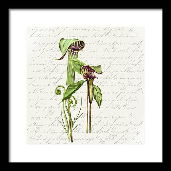 Summer Blooms - Jack-in-the-pulpit #2 - Framed Print