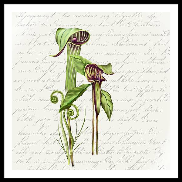 Summer Blooms - Jack-in-the-pulpit #2 - Framed Print