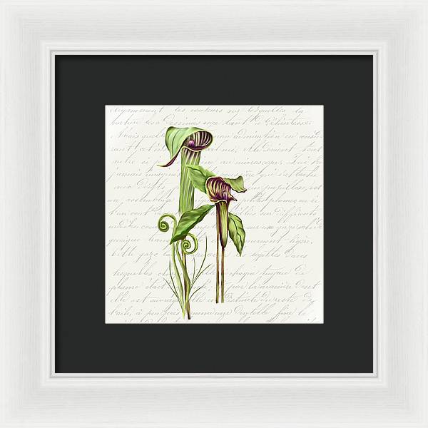 Summer Blooms - Jack-in-the-pulpit #2 - Framed Print