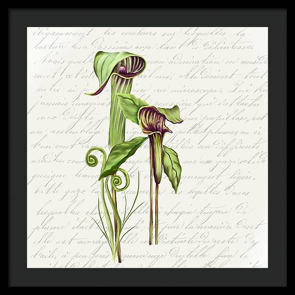 Summer Blooms - Jack-in-the-pulpit #2 - Framed Print