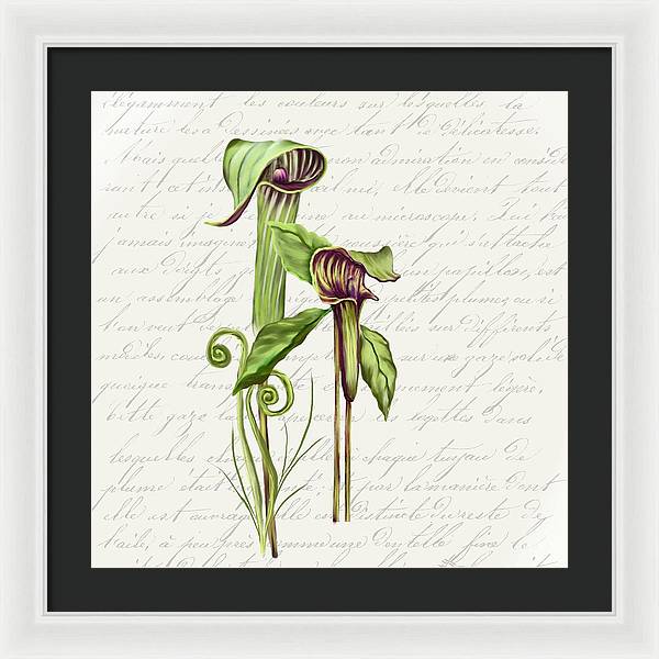 Summer Blooms - Jack-in-the-pulpit #2 - Framed Print