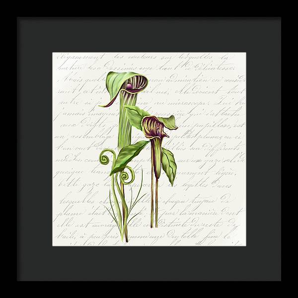 Summer Blooms - Jack-in-the-pulpit #2 - Framed Print