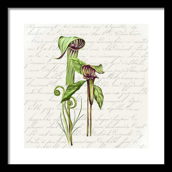 Summer Blooms - Jack-in-the-pulpit #2 - Framed Print