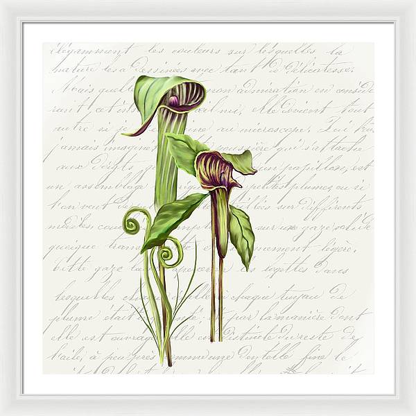 Summer Blooms - Jack-in-the-pulpit #2 - Framed Print