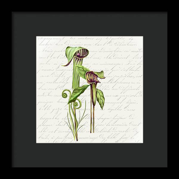 Summer Blooms - Jack-in-the-pulpit #2 - Framed Print