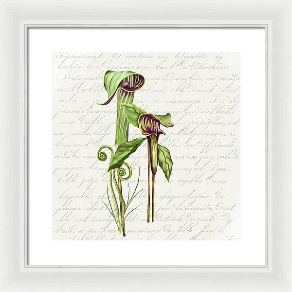 Summer Blooms - Jack-in-the-pulpit #2 - Framed Print