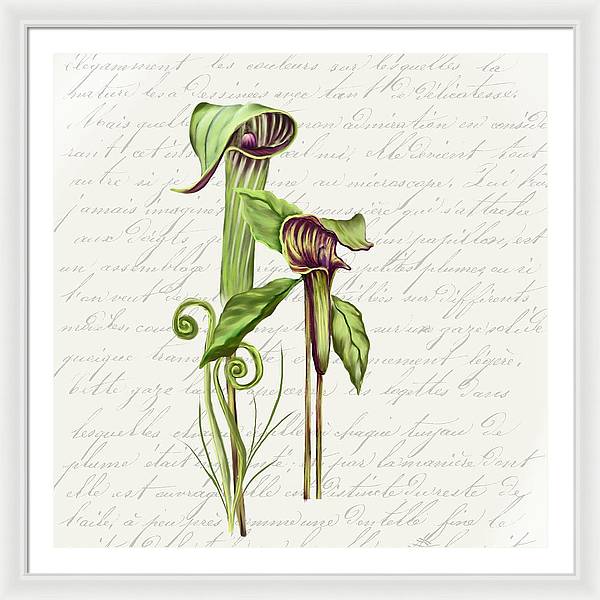 Summer Blooms - Jack-in-the-pulpit #2 - Framed Print