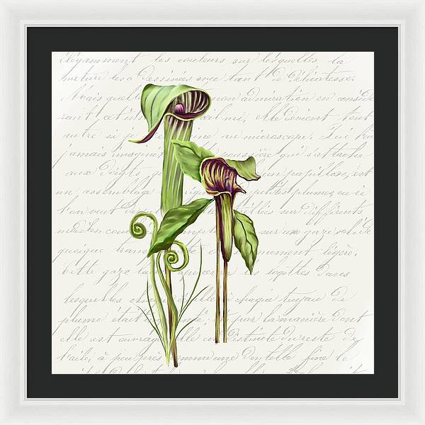 Summer Blooms - Jack-in-the-pulpit #2 - Framed Print