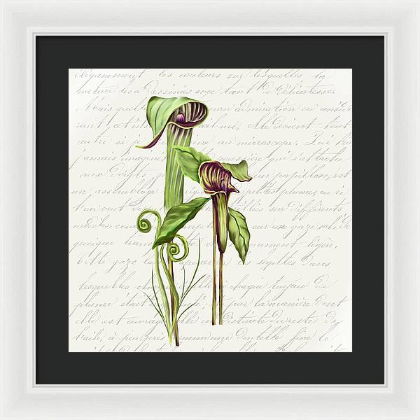 Summer Blooms - Jack-in-the-pulpit #2 - Framed Print