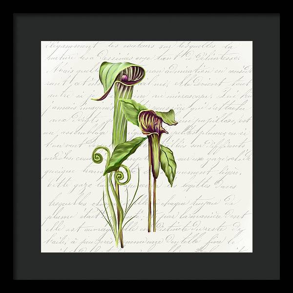 Summer Blooms - Jack-in-the-pulpit #2 - Framed Print