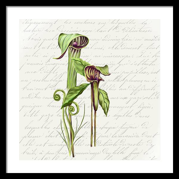 Summer Blooms - Jack-in-the-pulpit #2 - Framed Print