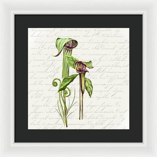 Summer Blooms - Jack-in-the-pulpit #2 - Framed Print