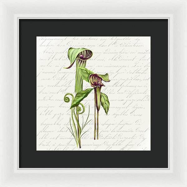 Summer Blooms - Jack-in-the-pulpit #2 - Framed Print