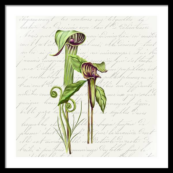 Summer Blooms - Jack-in-the-pulpit #2 - Framed Print