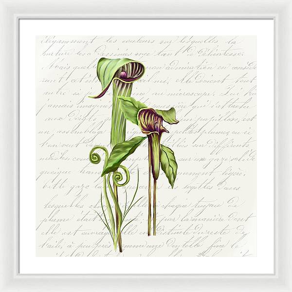 Summer Blooms - Jack-in-the-pulpit #2 - Framed Print