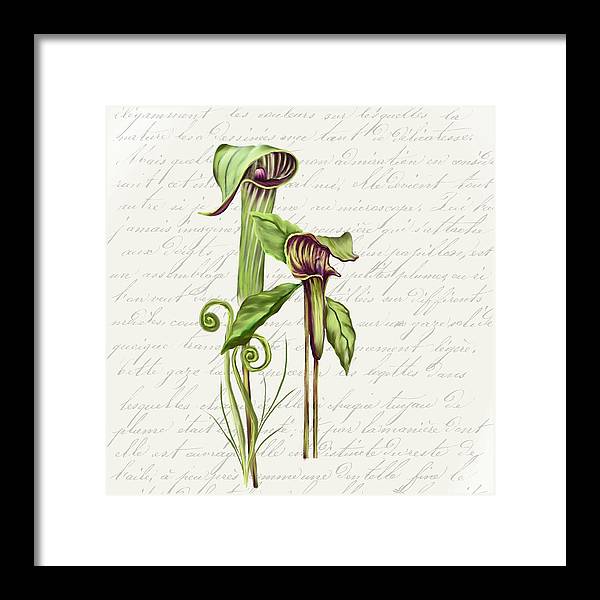 Summer Blooms - Jack-in-the-pulpit #2 - Framed Print