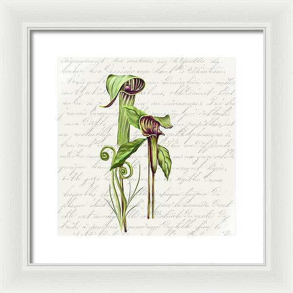 Summer Blooms - Jack-in-the-pulpit #2 - Framed Print