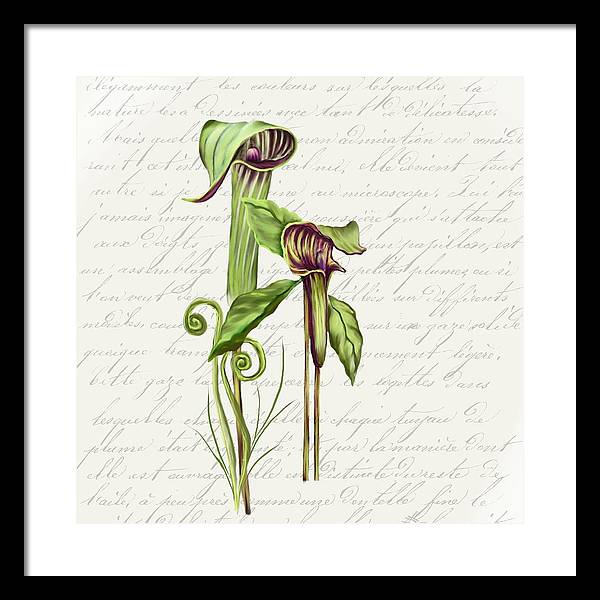 Summer Blooms - Jack-in-the-pulpit #2 - Framed Print